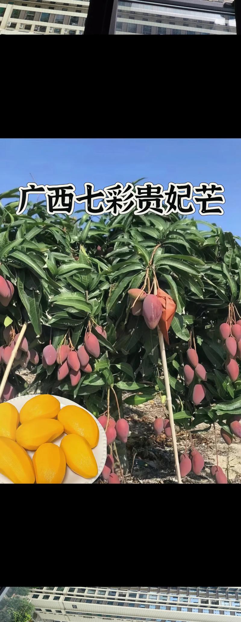 1 区 1 区 3 区 4 区产品芒果在线,新鲜采摘,口感鲜美,营养丰富