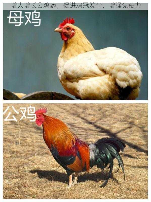 增大增长公鸡药,促进鸡冠发育,增强免疫力