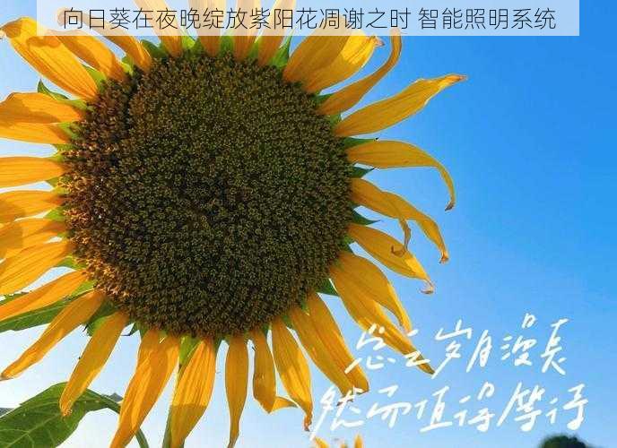 向日葵在夜晚绽放紫阳花凋谢之时 智能照明系统